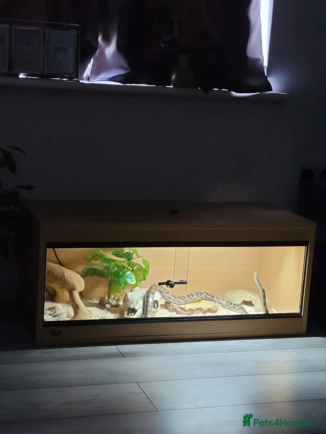 Corn Snake reptiles for sale: 12 year old Corn Snake  in Gosport - Advert 2