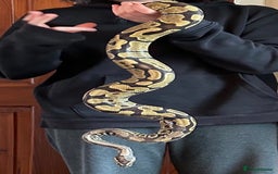 Python Snake reptiles for sale: Enchi Ball/ Royal Python - Image 5