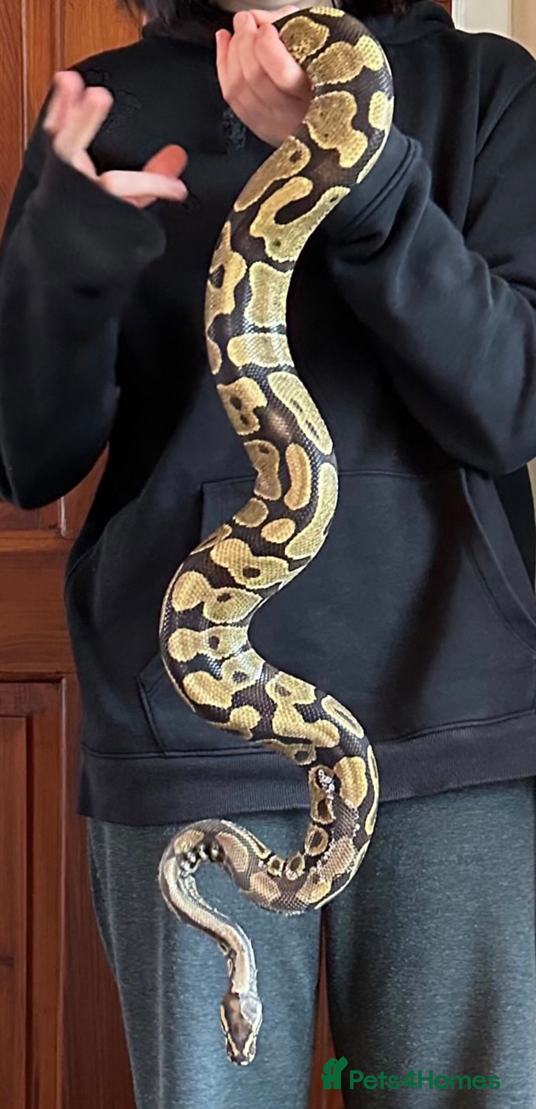 Python Snake reptiles for sale: Enchi Ball/ Royal Python - Image 5