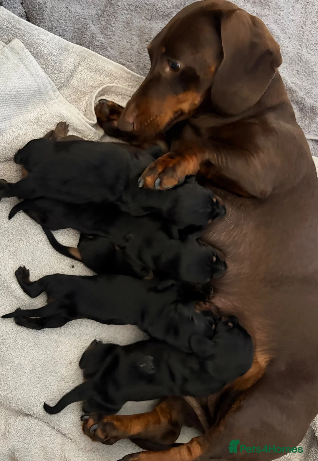 Miniature Dachshund dogs for sale: Miniature Dachshund for sale! - Advert 2