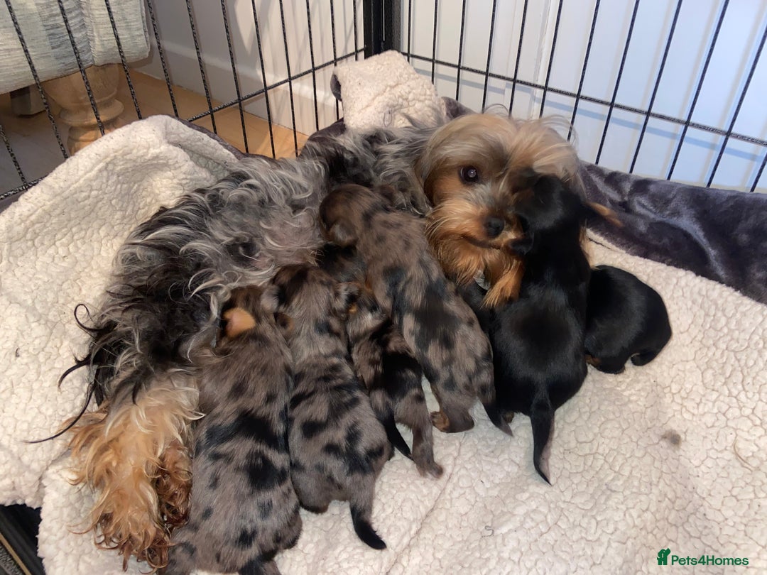 Yorkshire Terrier dogs for sale: Stunning rare coloured merle yokies. - Advert 4