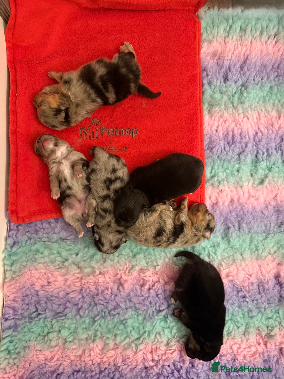 Pomeranian dogs for sale: Rare Beautiful Merle Pomeranians 💎 - Advert 3