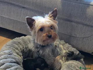 Yorkshire Terrier dogs Beautiful miniature Yorkshire terrier puppies - Advert 1