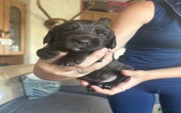 Sprocker dogs for sale: Sprocker puppies - Image 9