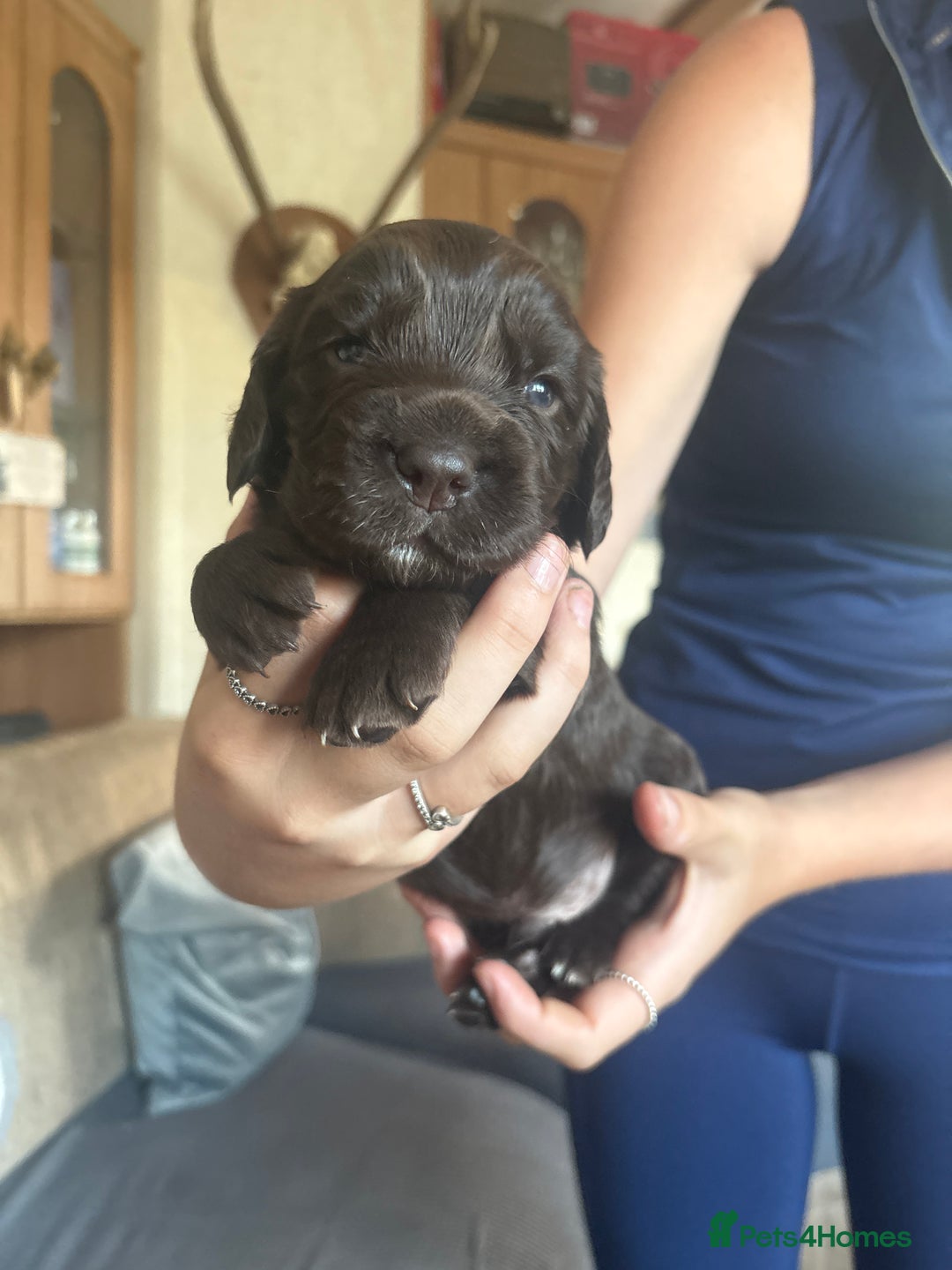 Sprocker dogs for sale: Sprocker puppies - Image 9