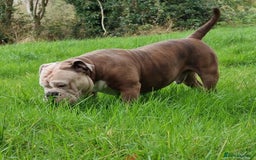 Olde English Bulldogge dogs for sale: Olde English bulldogges generational  - Image 10