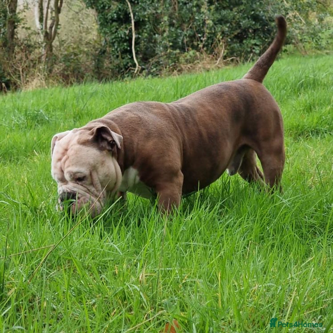 Olde English Bulldogge dogs for sale: Olde English bulldogges generational  - Image 10