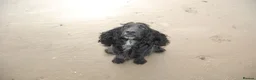 Cocker Spaniel dogs for sale: Working Cocker Spaniel Puppies - Advert 25