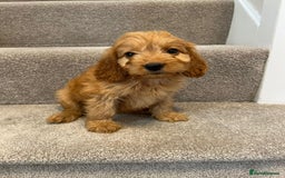 Cockapoo dogs for sale: Cockapoo puppies ready now  - Image 11