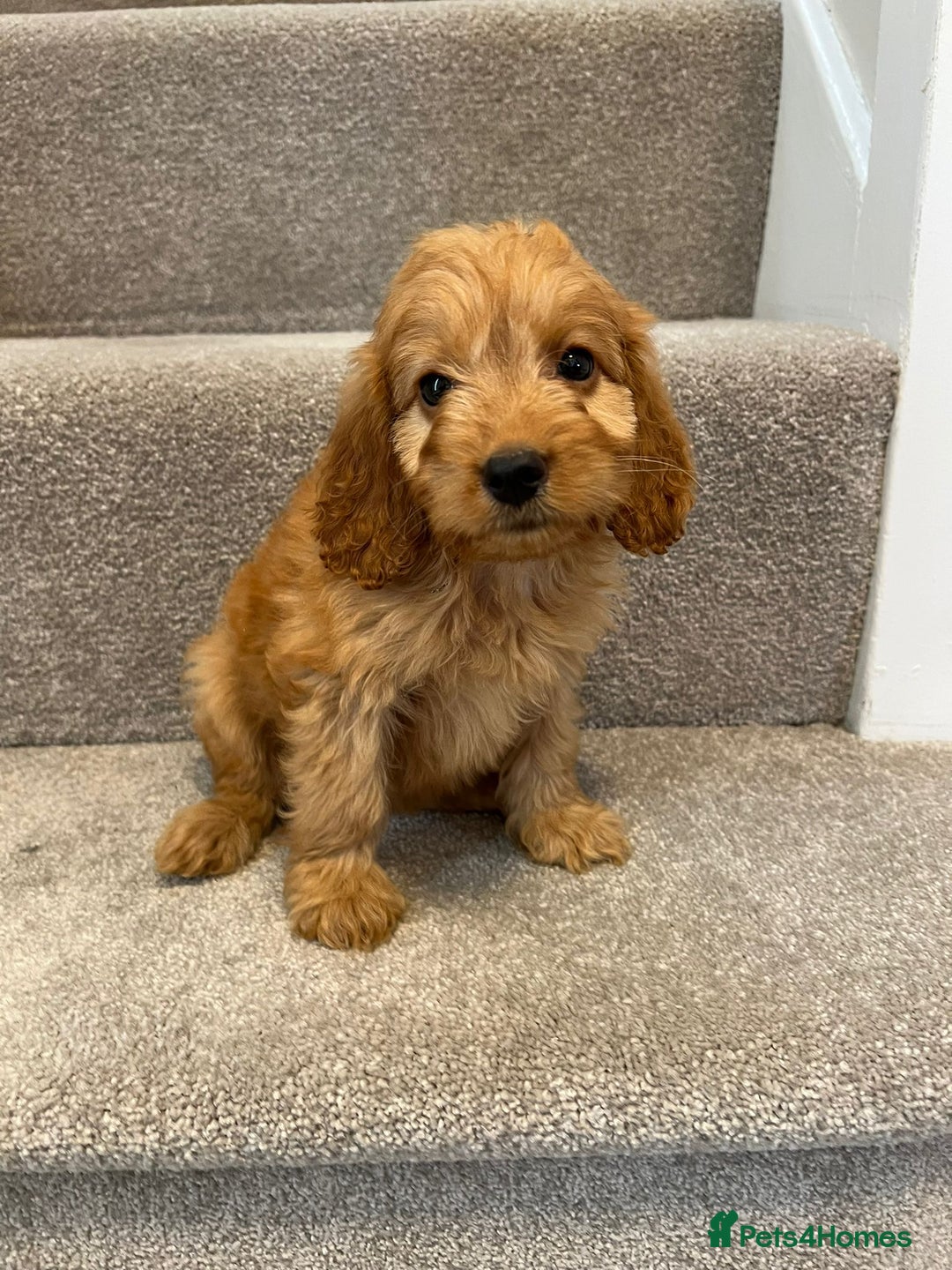 Cockapoo dogs for sale: Cockapoo puppies ready now  - Image 11