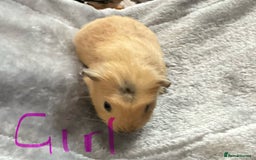 Guinea Pig rodents for sale: Mixed baby guinea pigs - Image 7