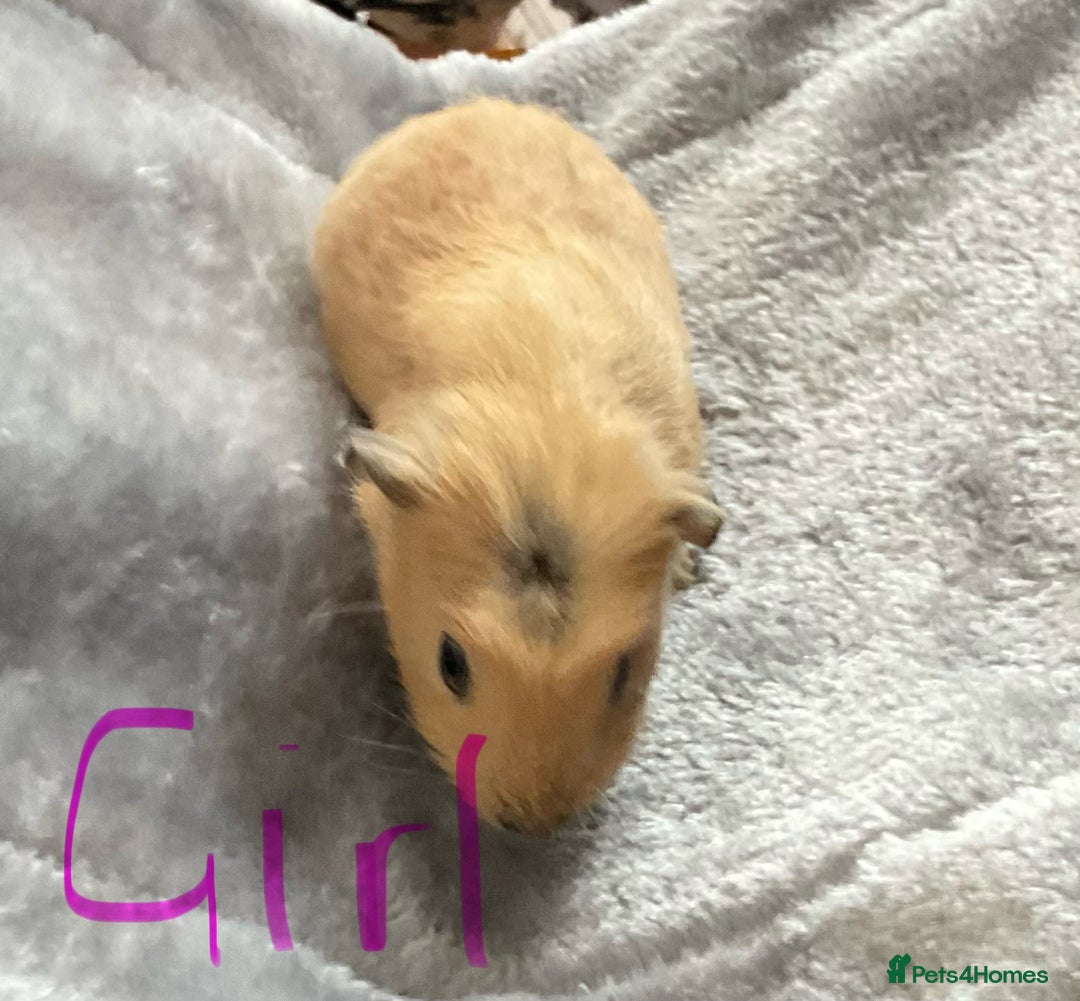 Guinea Pig rodents for sale: Mixed baby guinea pigs - Image 7