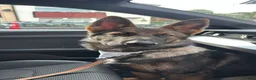 German Shepherd dogs for sale: Kenzo in Halifax - Advert 9
