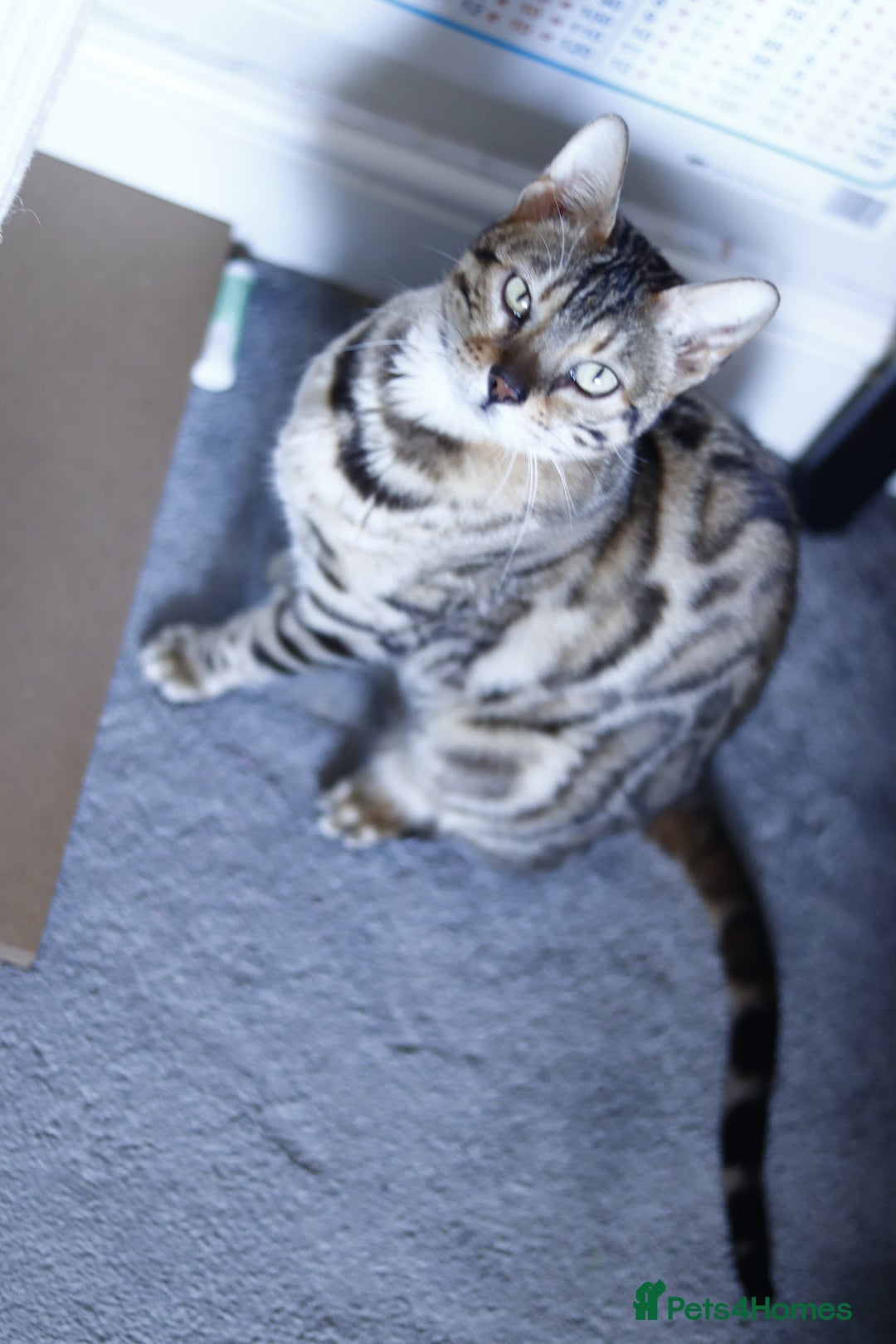 Bengal cats for sale: Imported Seal Sepia Bengal Queen– Proven – Active - Advert 13