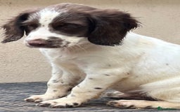 English Springer Spaniel dogs for sale: Superb DNA KC Champion Bred Working Springer Pups - Image 4
