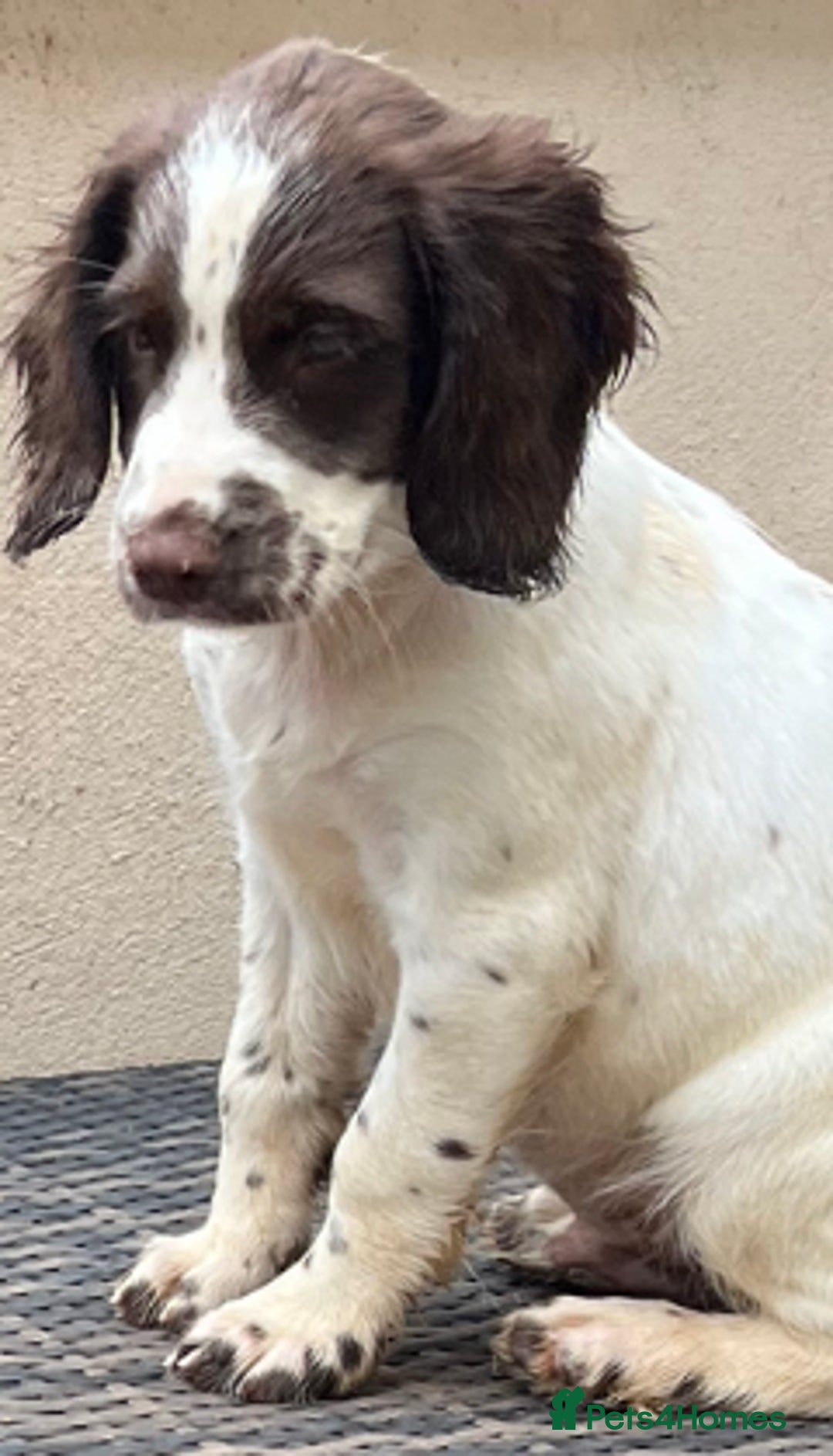 English Springer Spaniel dogs for sale: Superb DNA KC Champion Bred Working Springer Pups - Image 4