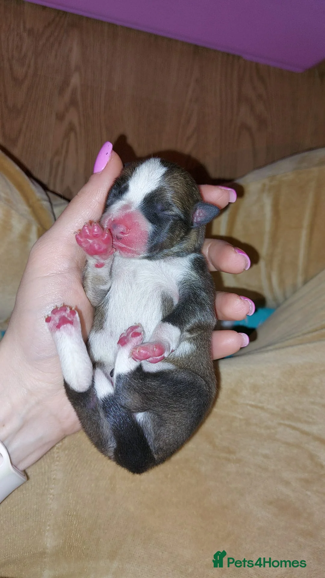 Mixed Breed dogs for sale: Puppies for sale - Advert 4