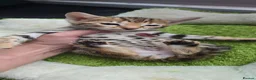 Bengal cats for sale: Outstanding rosetted brown bengal girls and boys🔥 - Advert 4