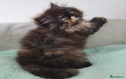 Persian cats for sale: Beautiful kittens looking for loving homes!!! in Stanford-le-Hope - Image 9