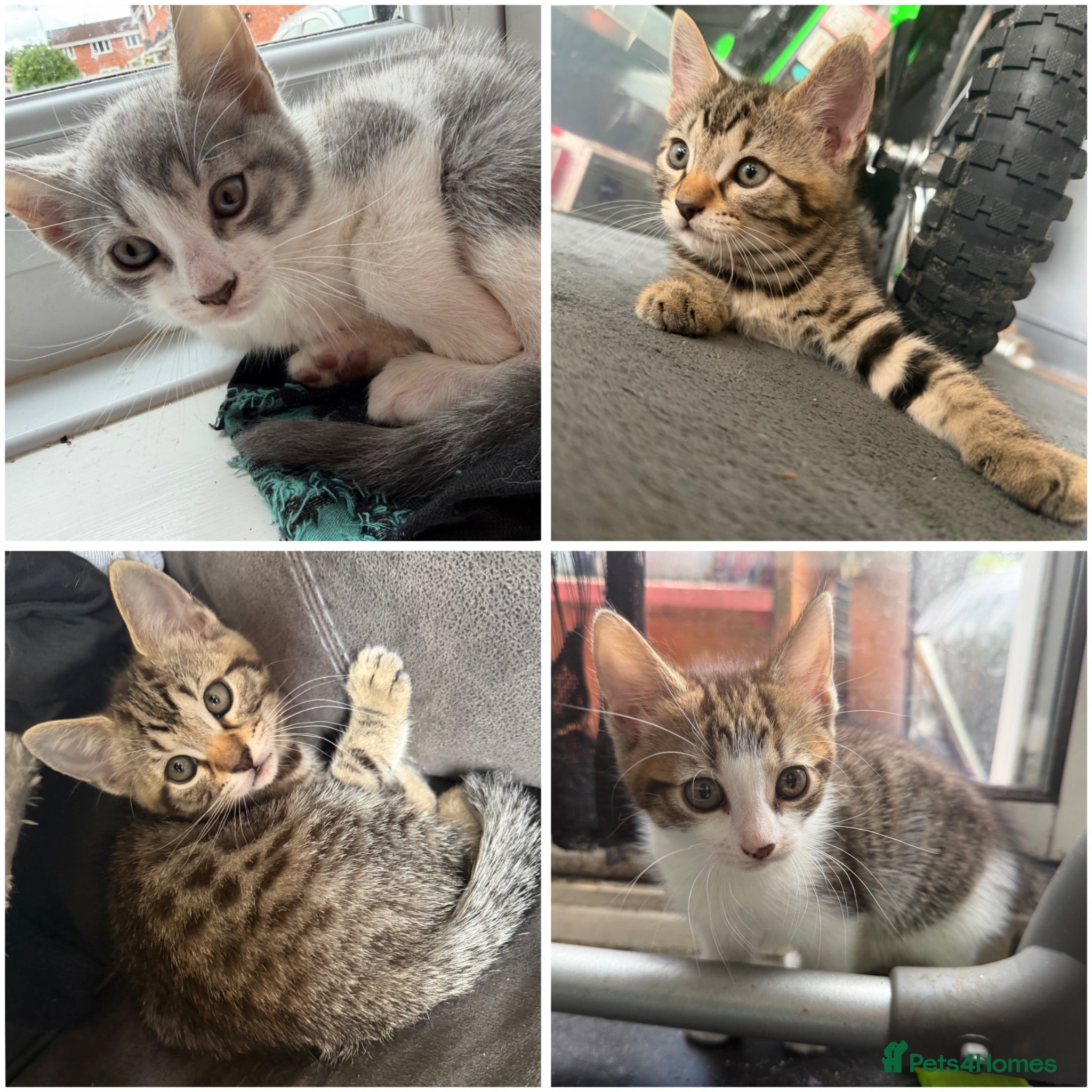 Mixed Breed cats 4x Lovely Bengal xDomestic Short Hair Kittens 🐾 - Advert 1