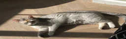 Scottish Fold cats for sale: Pedigree Champion Bloodline Scottish Straight! - Advert 5