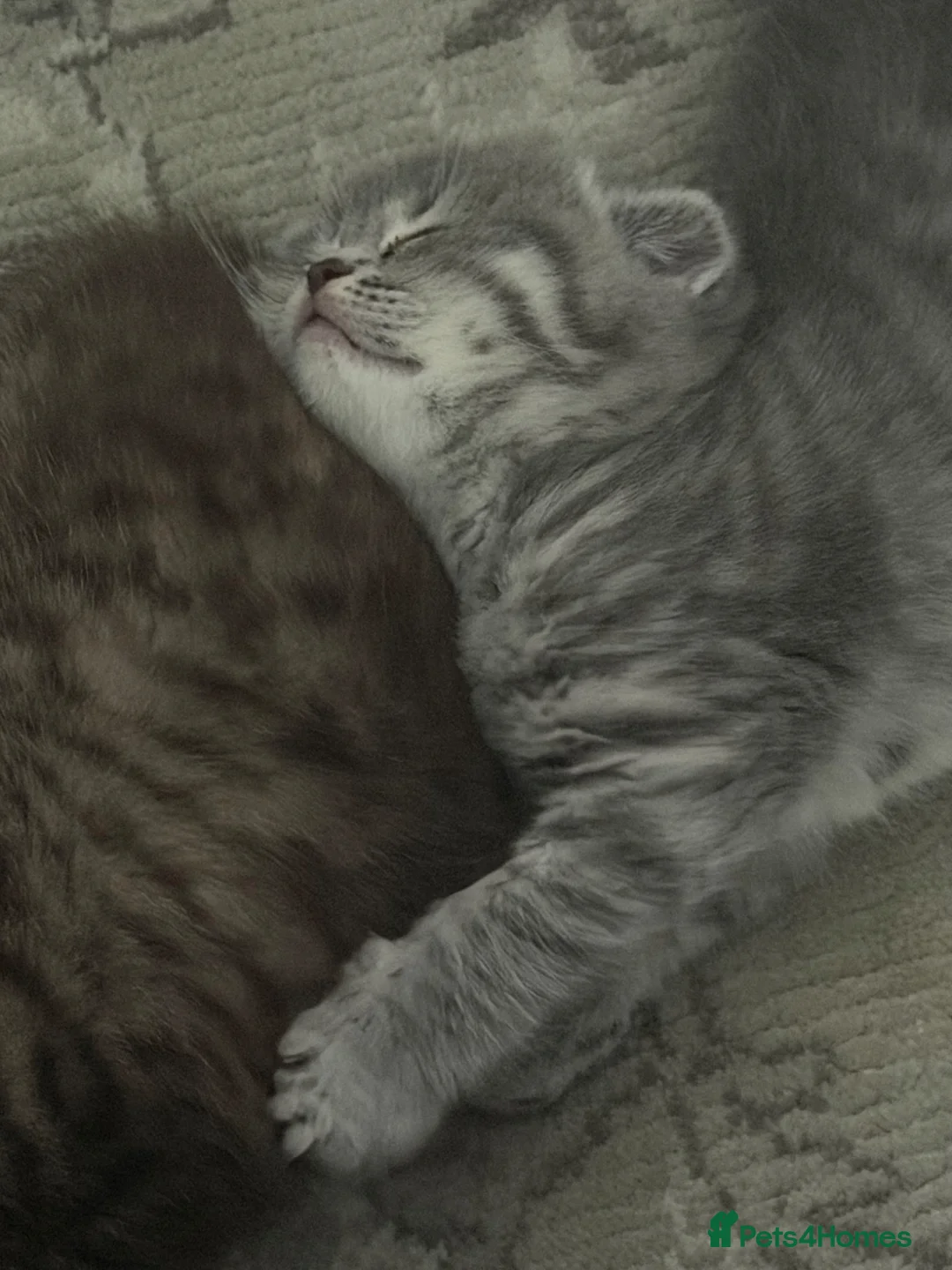 Scottish Fold cats for sale: Stunning British Shorthair/Scottish Fold Kittens🐾 in London - Advert 31