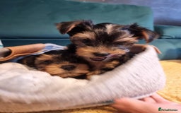 Yorkshire Terrier dogs for sale: Puppies for sale  - Image 1
