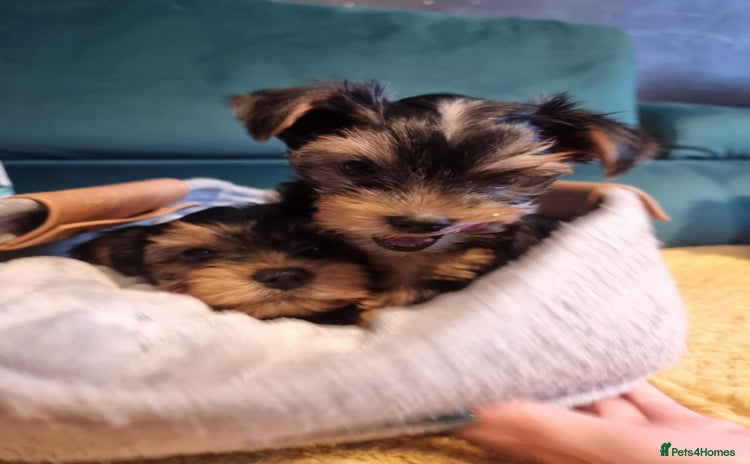 Yorkshire Terrier dogs - Advert 13