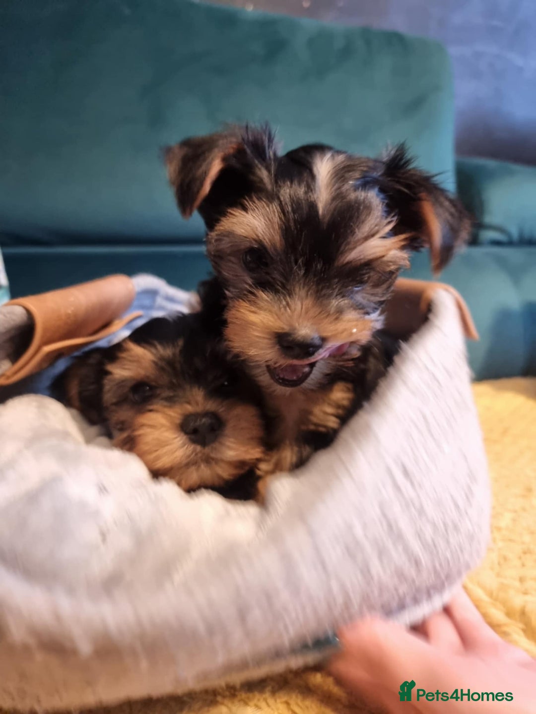 Yorkshire Terrier dogs for sale: Puppies for sale  - Image 1