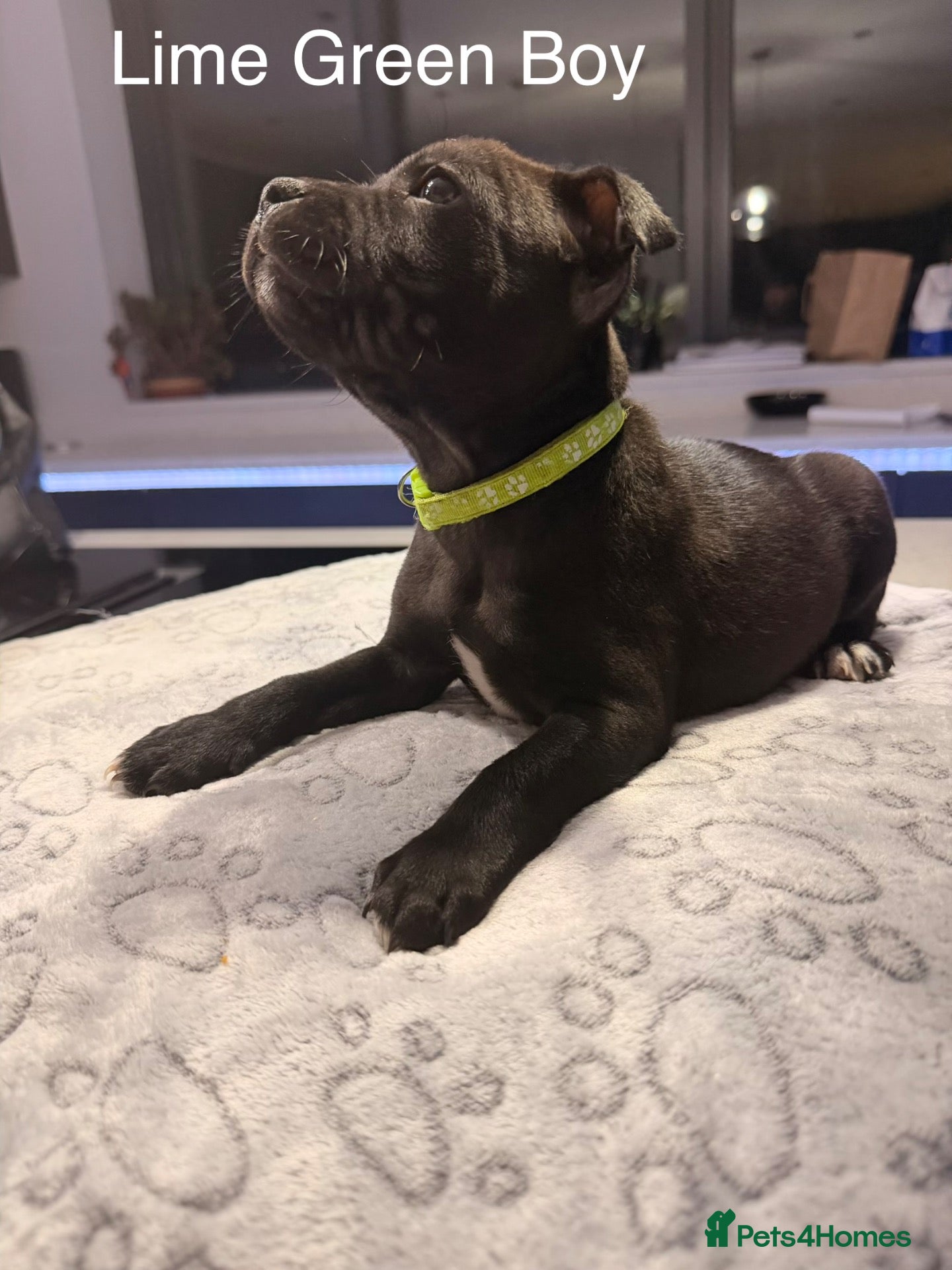 Staffordshire Bull Terrier dogs Staffordshire Bull Terrier Puppies (KC Registered) - Advert 5