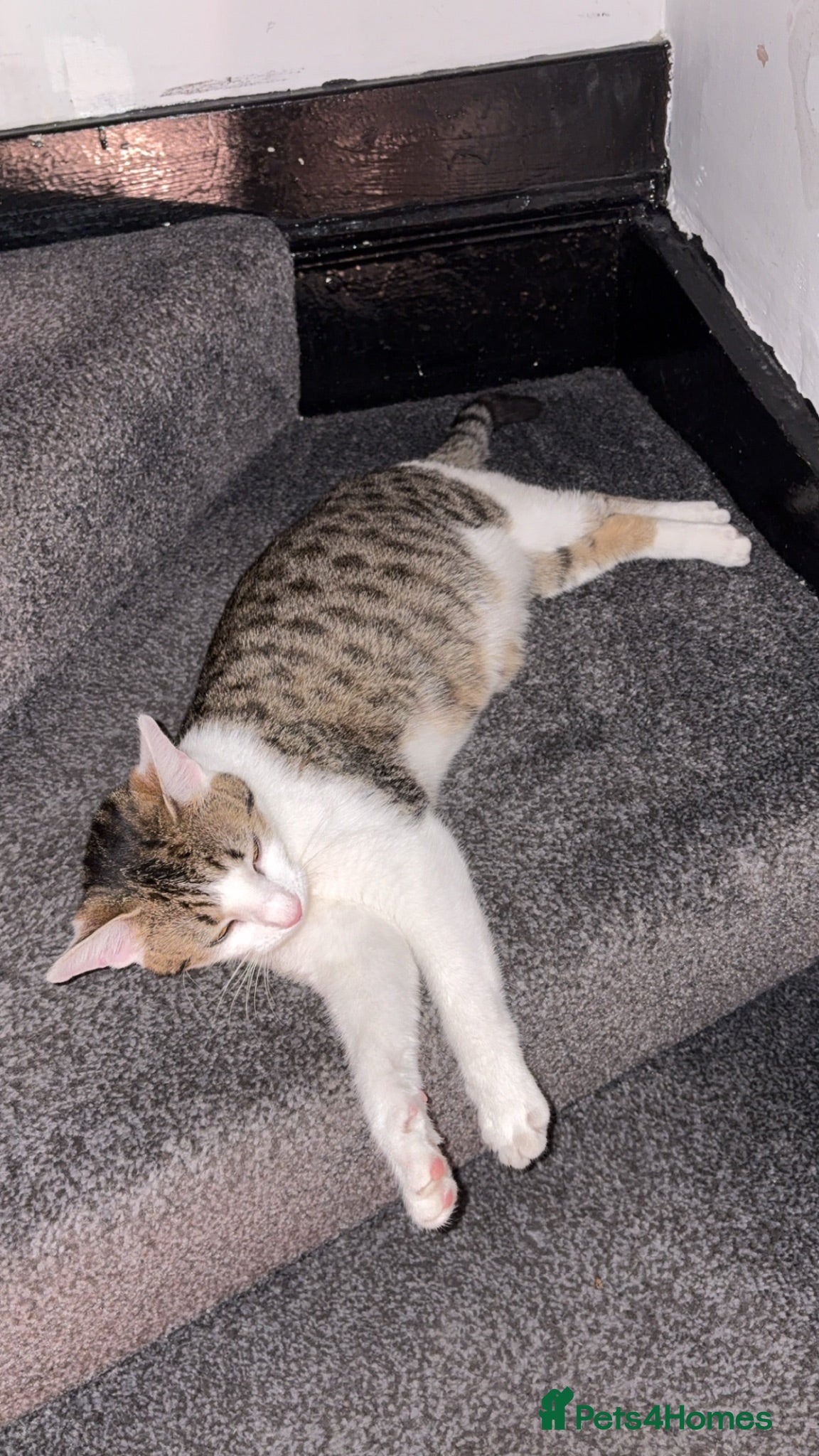 Domestic Shorthair cats Male kitten  - Advert 2