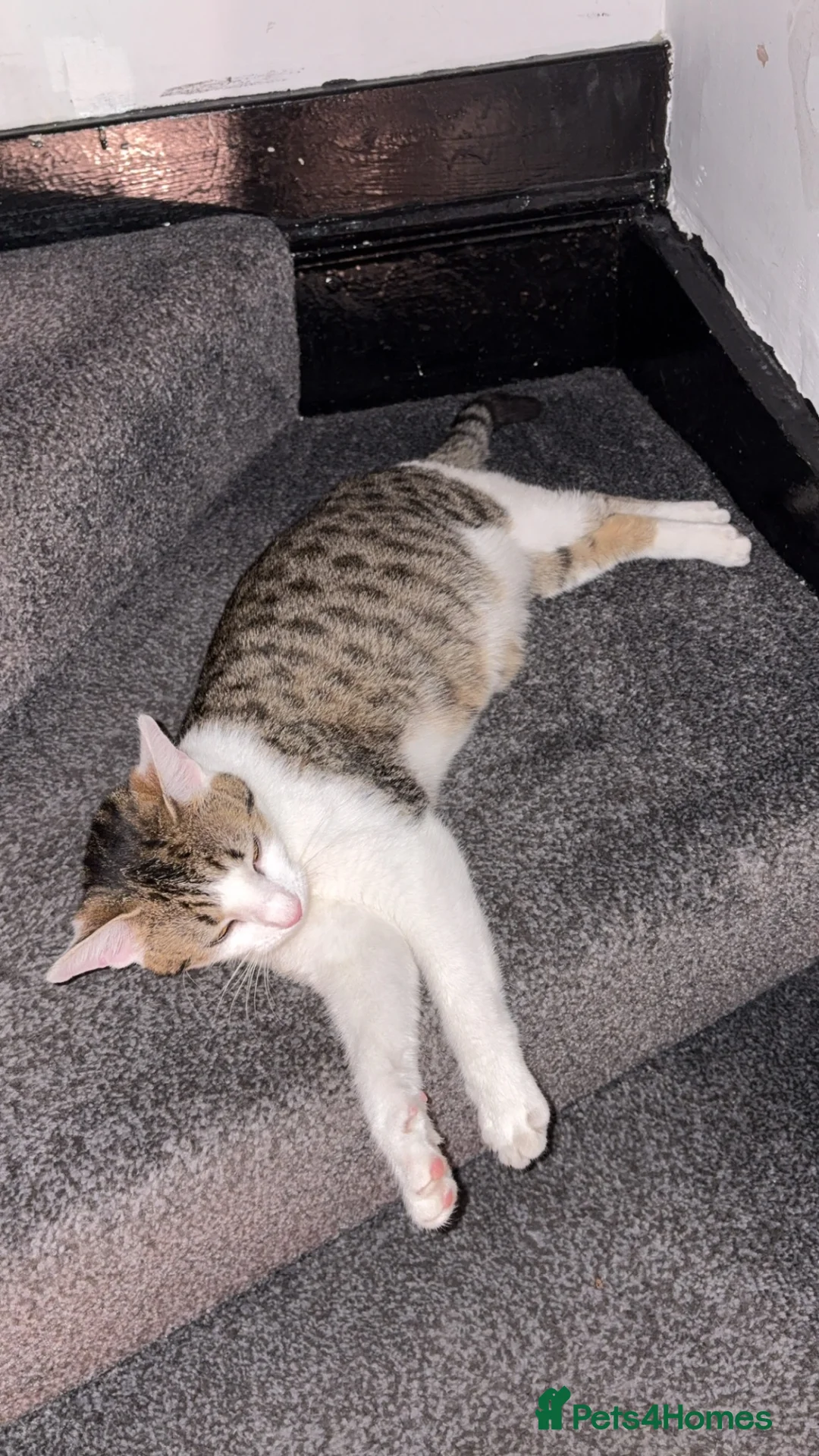 Domestic Shorthair cats for sale: Male kitten  - Advert 1