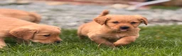 Golden Retriever dogs for sale: Stunning KC working golden retriever puppies - Advert 10