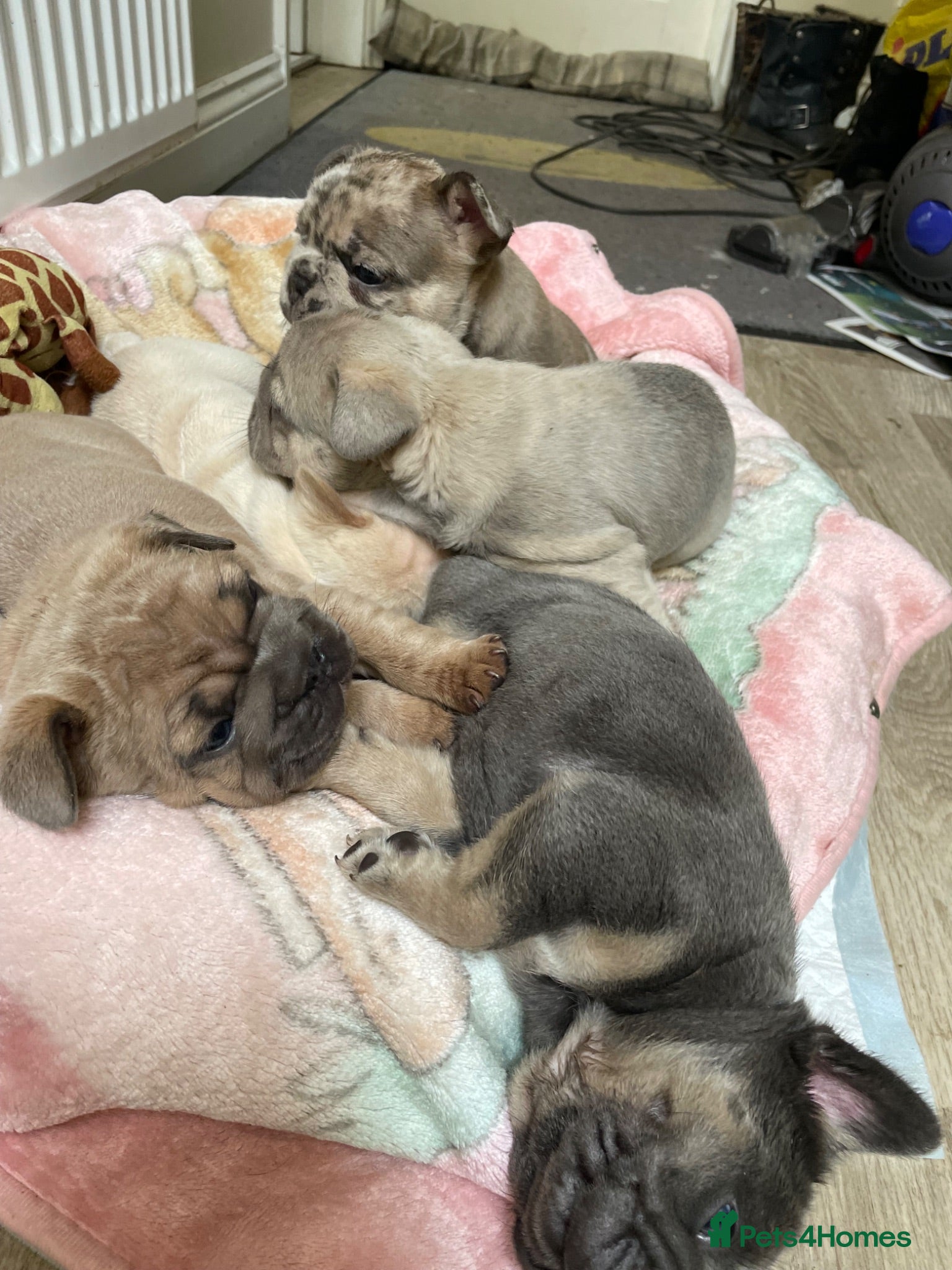 French Bulldog dogs KC HEALTH TESTED FRENCH BULLDOG PUPPIES  - Advert 1