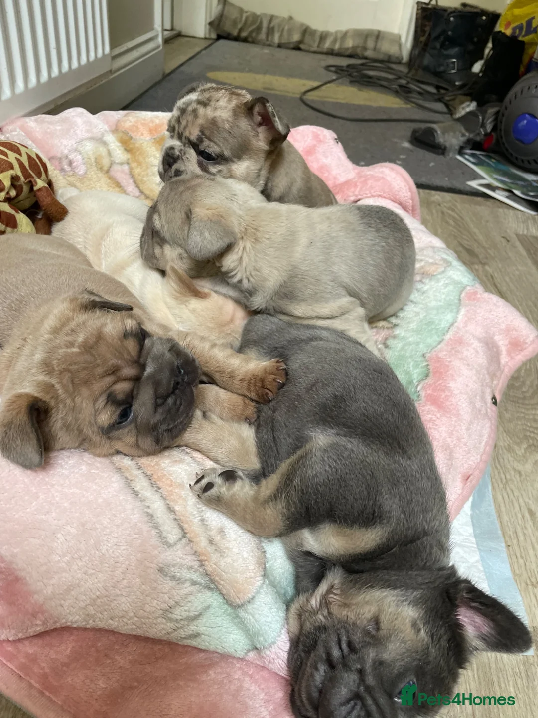 French Bulldog dogs for sale: KC HEALTH TESTED FRENCH BULLDOG PUPPIES  - Advert 1