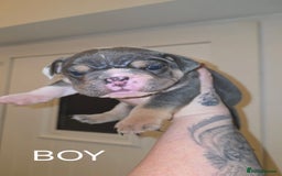 English Bulldog dogs for sale: English bulldog pups  - Image 2