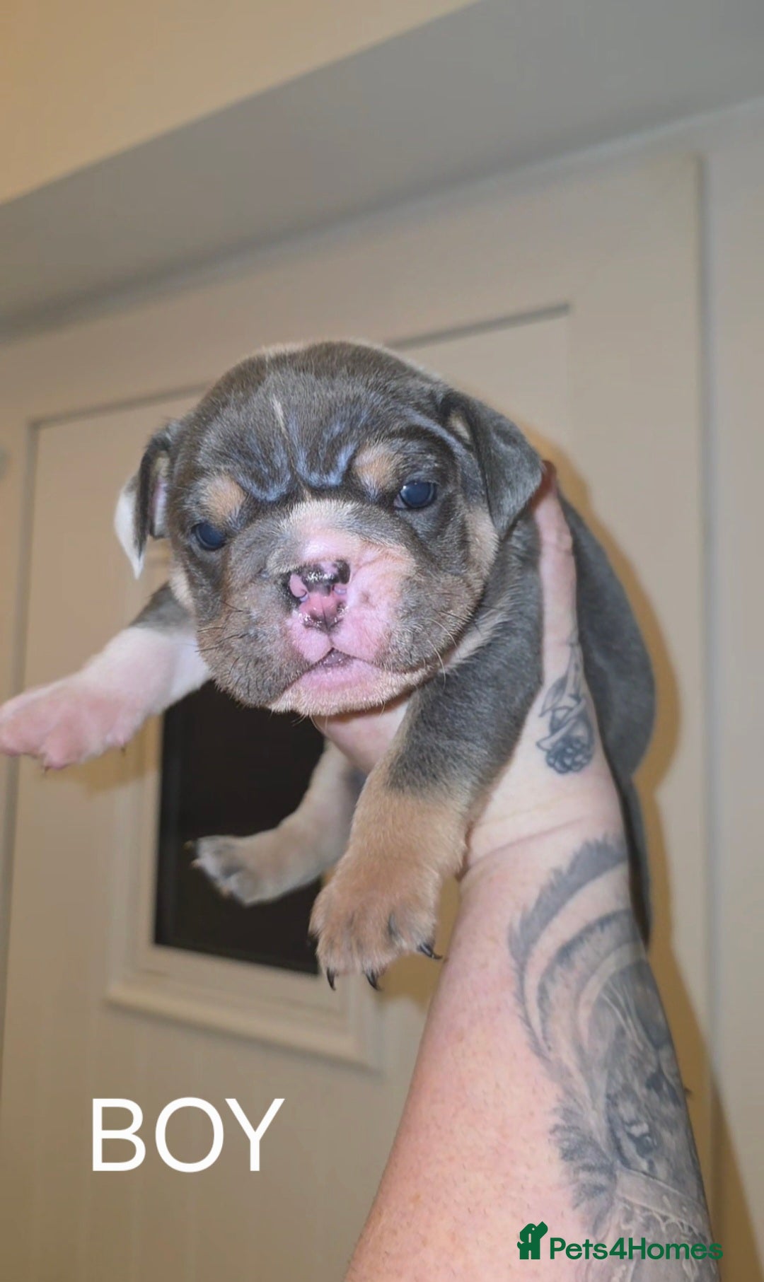 English Bulldog dogs for sale: English bulldog pups  - Image 2