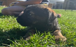 Border Terrier dogs for sale: Border terrier puppies for sale - Image 9