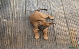 Mixed Breed dogs for sale: Belgian Shepherd Malinois x German Shepherd  - Image 3