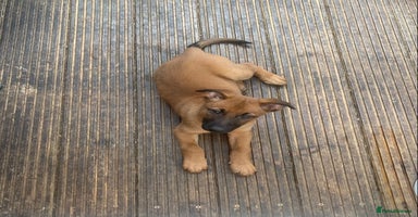 Mixed Breed dogs - Advert 5