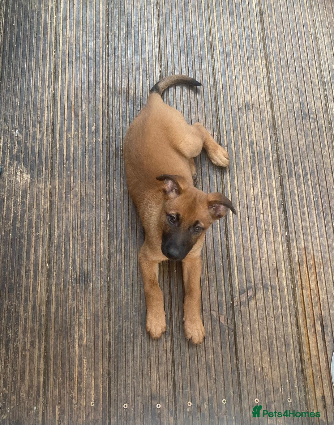 Mixed Breed dogs for sale: Belgian Shepherd Malinois x German Shepherd  - Image 3