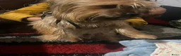 Yorkshire Terrier dogs for sale: Puppy For sale  in Macclesfield - Advert 2