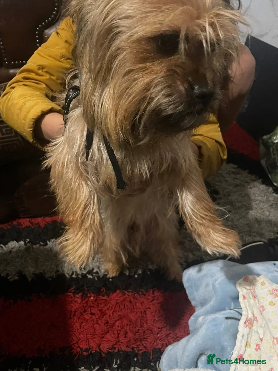 Yorkshire Terrier dogs for sale: Puppy For sale  in Macclesfield - Advert 2