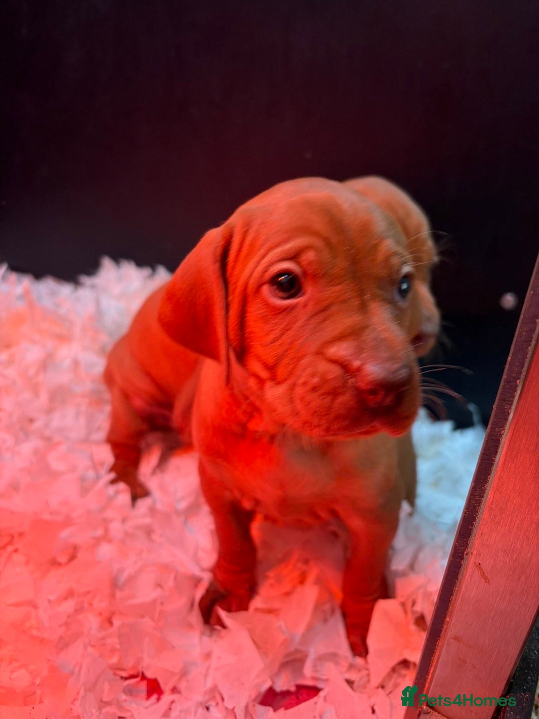 Hungarian Vizsla dogs for sale: Smooth Hungarian Vizslas  - Advert 5