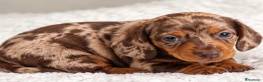 Miniature Dachshund 4