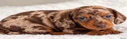 Miniature Dachshund dogs for sale: Miniature dachshund puppies - Advert 9