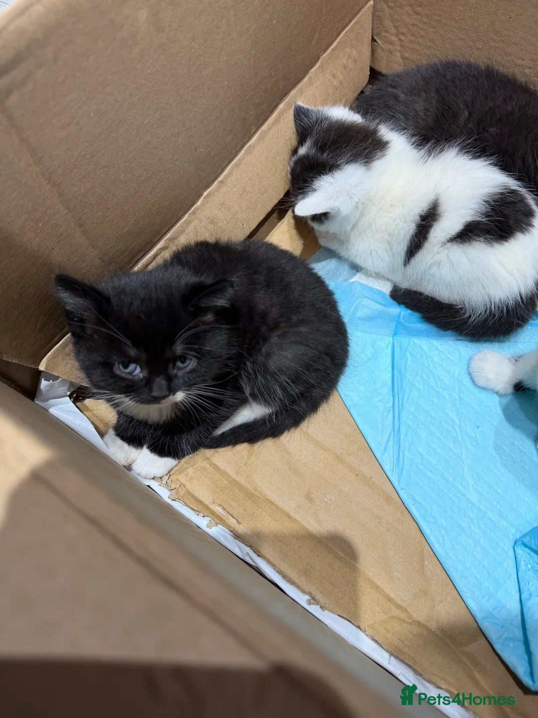 Mixed Breed cats for sale: Kittens for sale in Bradford - Advert 2