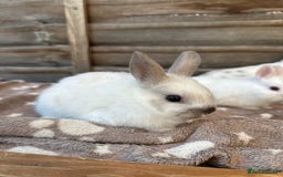 Netherland Dwarf rabbits for sale: Gorgeous Netherland dwarf bunnies  - Image 9