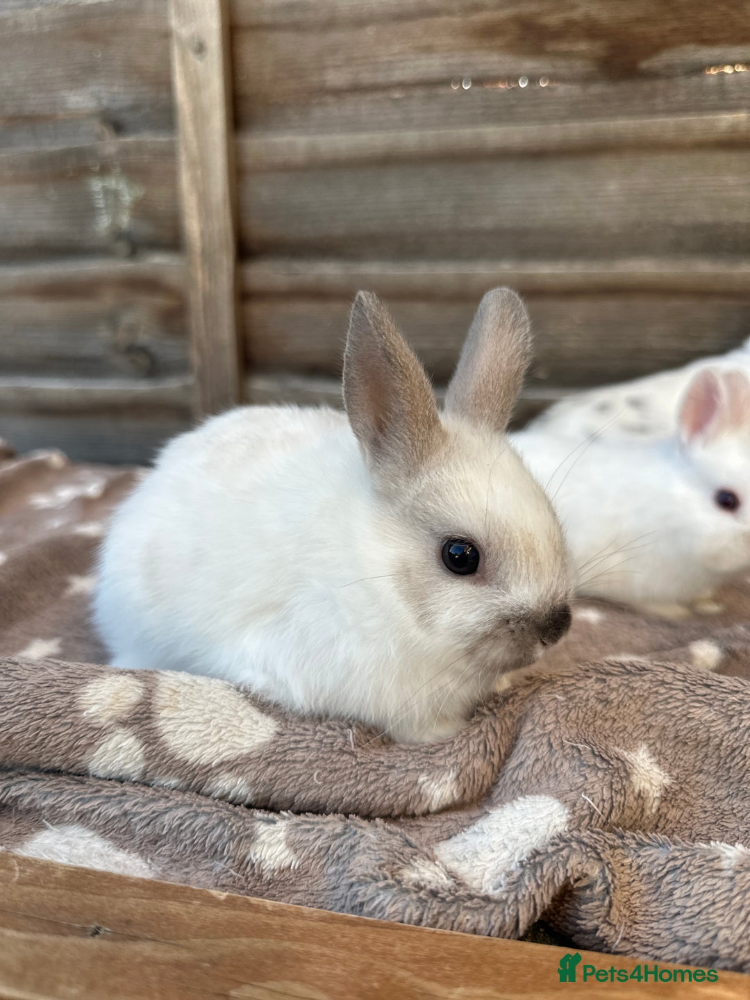 Netherland Dwarf rabbits for sale: Gorgeous Netherland dwarf bunnies  - Image 9