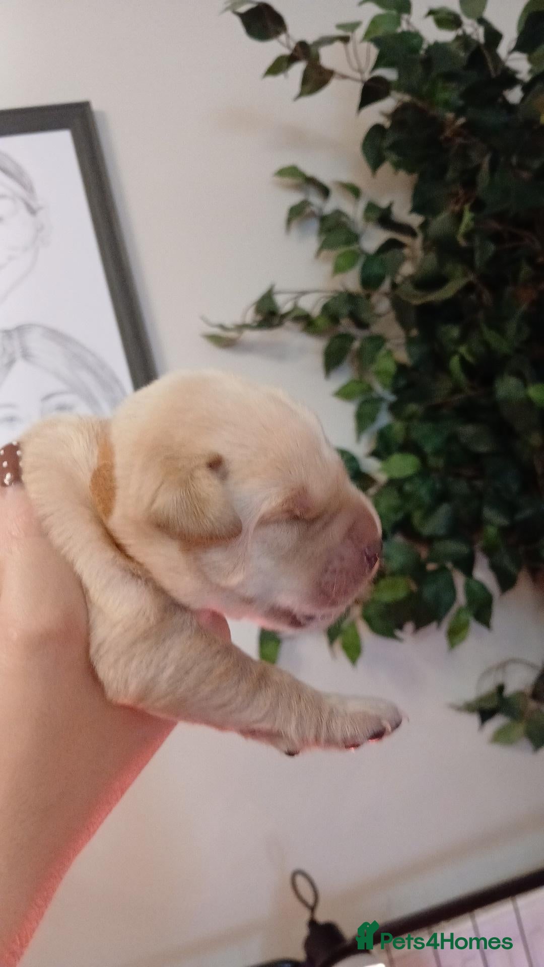 Labrador Retriever dogs Red/Golden Labrador puppies - Advert 2